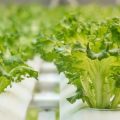 Exploring Indoor Farming and the Science Behind It