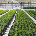 National Partitions 194623 Cannabis Cleanroom Environment Blogbanner1