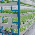 National Partitions 272416 Advantages Vertical Farming blogbanner1