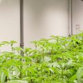 National Partitions 282781 Prefab Grow Room blogbanner1