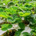 Rows of strawberry plants are organized in an indoor laboratory setup. Bright lights serve as the vegetation's source of food.