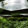National Partitions 351929 Hemp Plant Room Blog Banner1