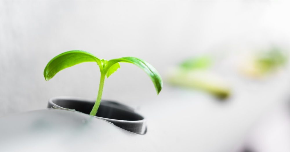 A tiny plant sprouting in a grow system It is very green More blurred green plants fill the background