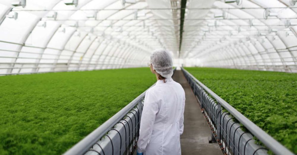 A cultivator in a white lab coat is looking at rows of green, growing plants in a large modular greenhouse.