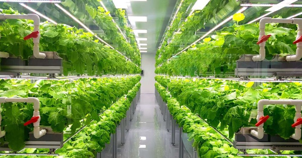 A close-up of leafy vegetables growing in an indoor farm. There are five vertical rows on each side.