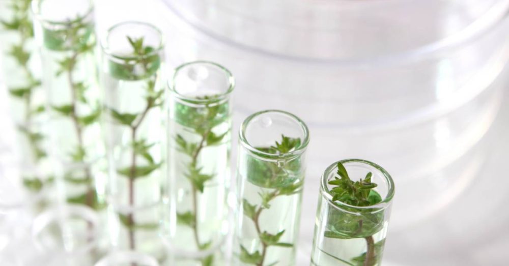 Several vials are filled with a clear liquid and a plant stem. They appear to be on a table with other laboratory equipment.
