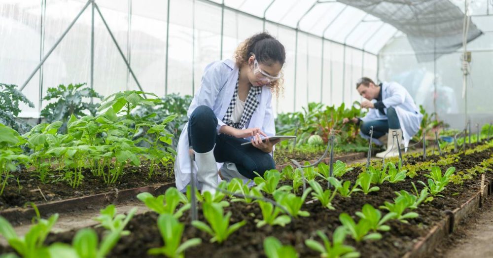 Two scientists closely analyze rows of planted vegetation in a greenhouse. They seem to record their findings on their tablets.