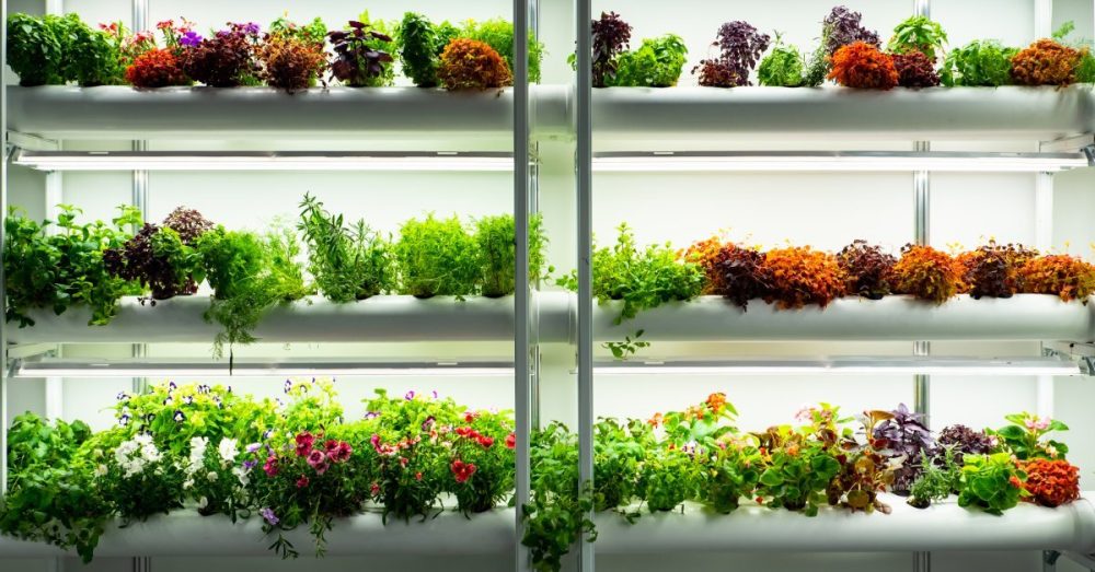 Two organized clinical looking greenhouse shelves with well lit plants of various colors growing abundantly